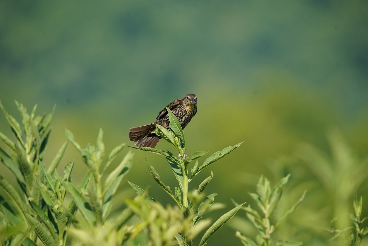 Red-winged Blackbird - ML467709281