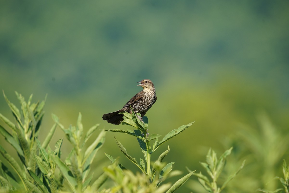 Red-winged Blackbird - ML467709351