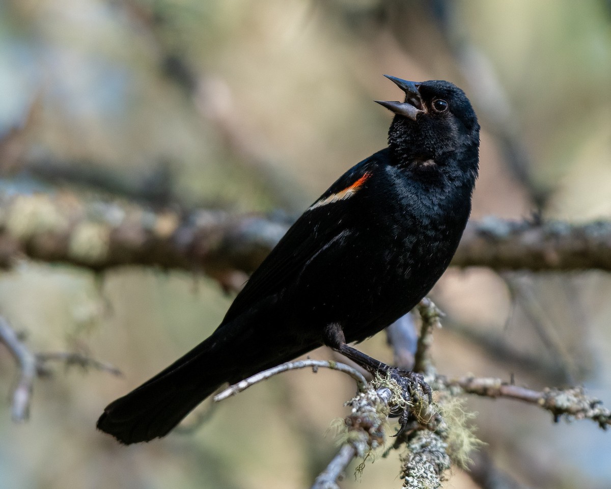 Red-winged Blackbird - Graham Deese