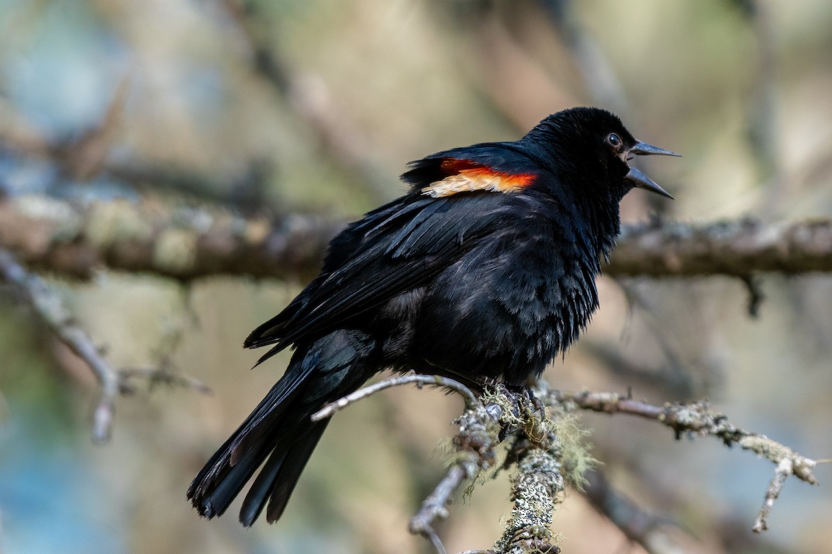 Red-winged Blackbird - Graham Deese