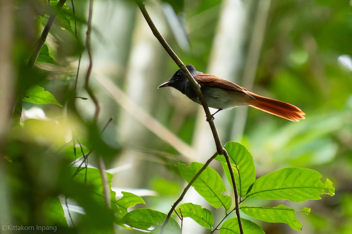 Blyth's Paradise-Flycatcher - ML467710971