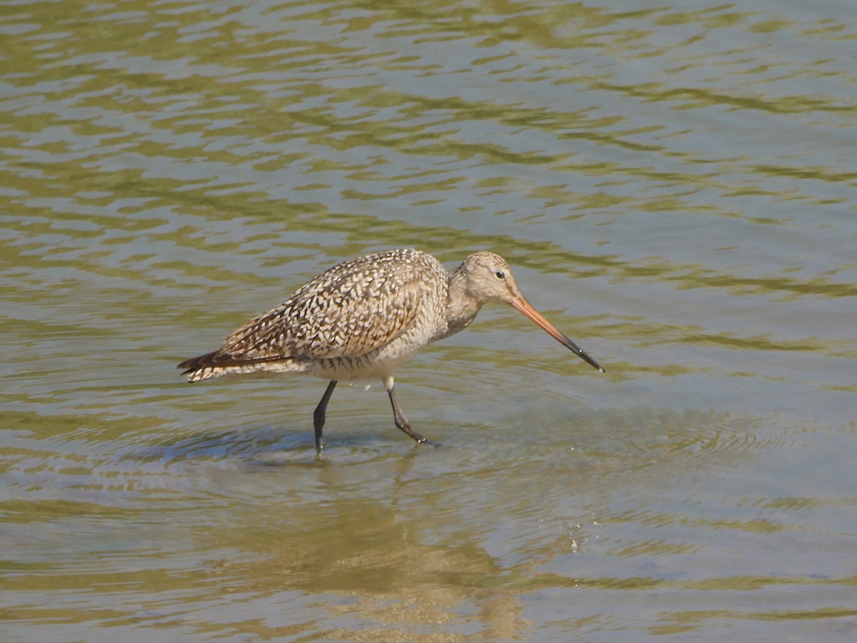 Marbled Godwit - Jeffrey Thomas