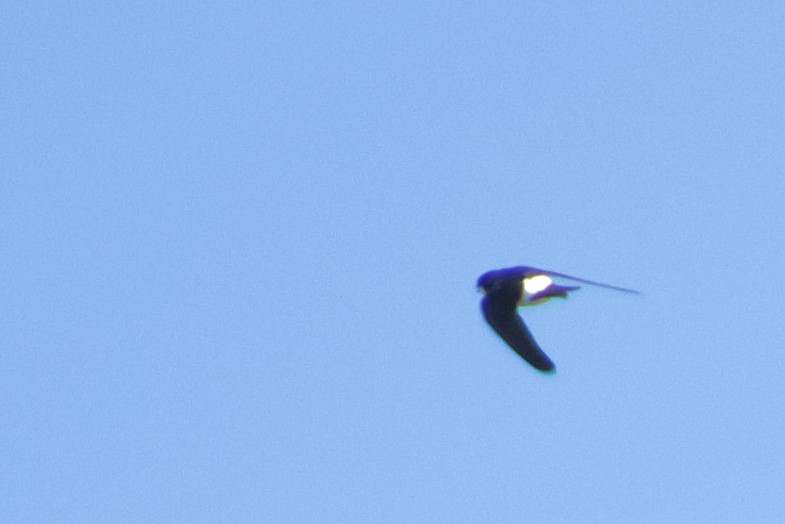 Western House-Martin - ML467714201