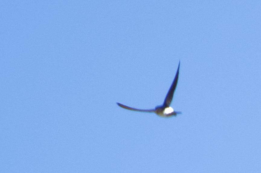 Western House-Martin - ML467714211