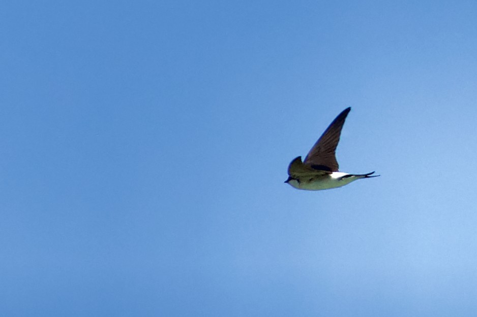 Western House-Martin - ML467714221