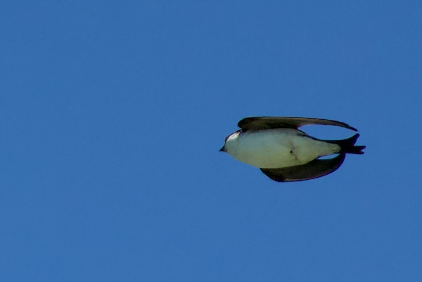 Western House-Martin - ML467714281