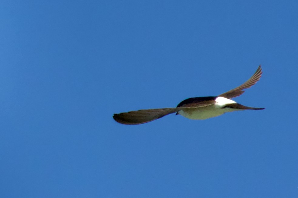 Western House-Martin - ML467714301