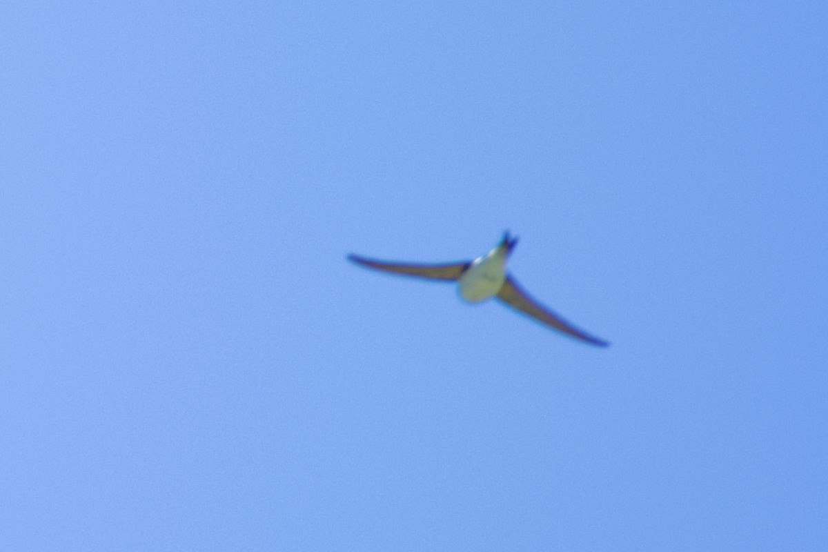 Western House-Martin - ML467714311