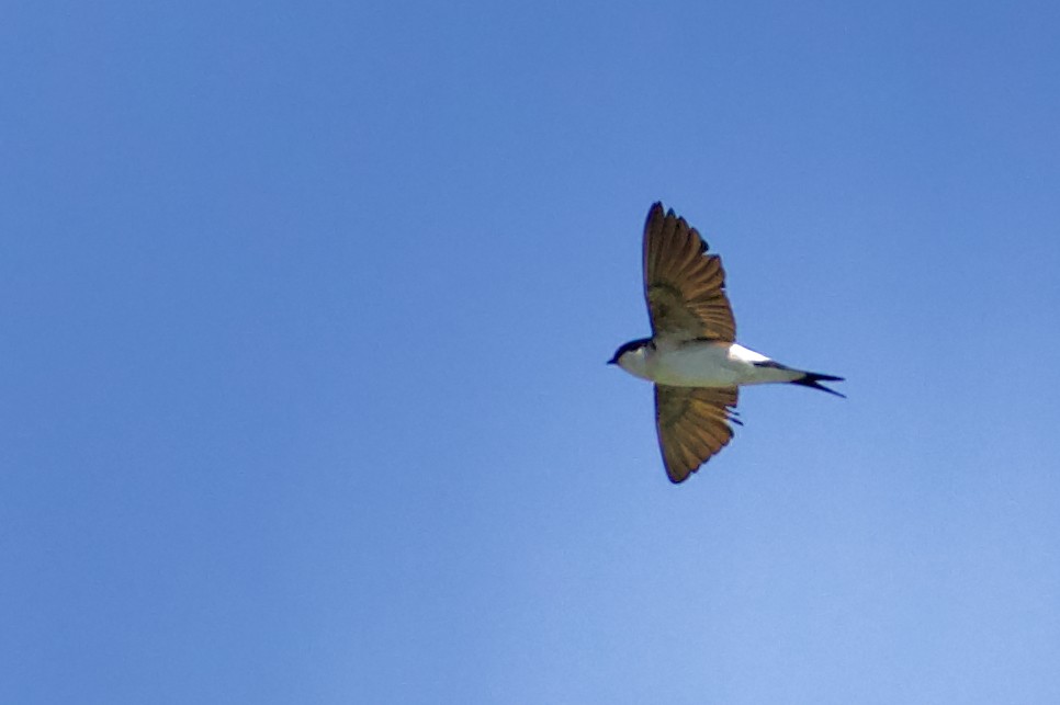 Western House-Martin - ML467714331