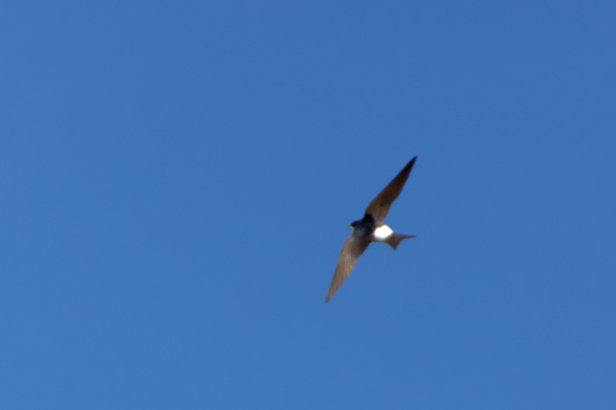 Western House-Martin - ML467714341