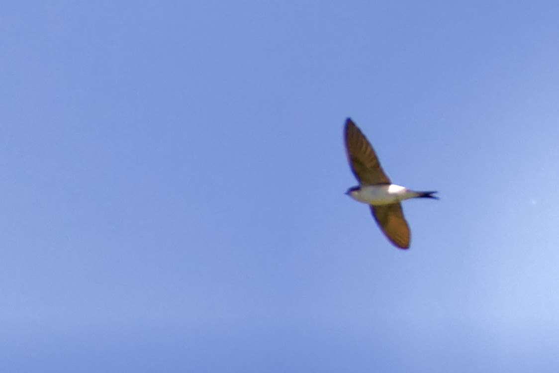 Western House-Martin - ML467714351