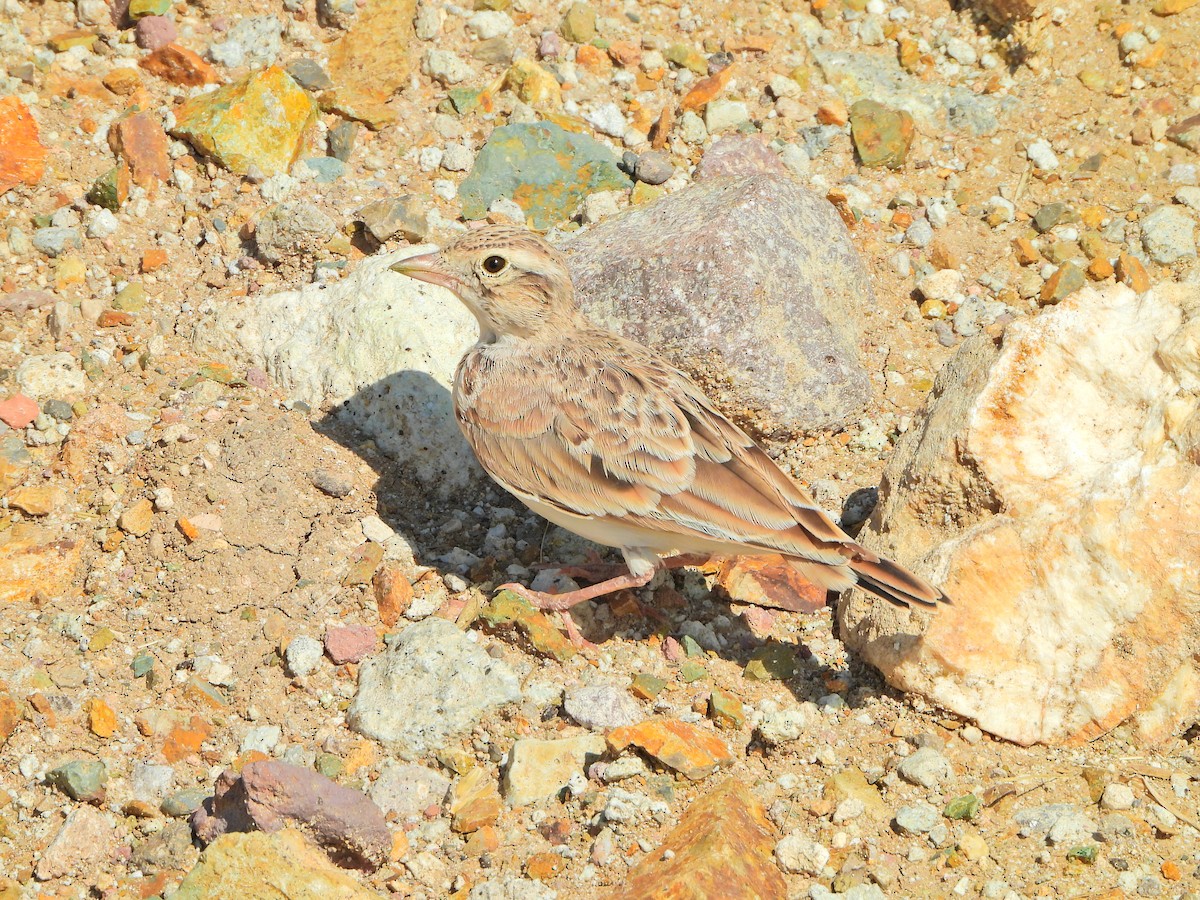 Greater Short-toed Lark - ML467715341