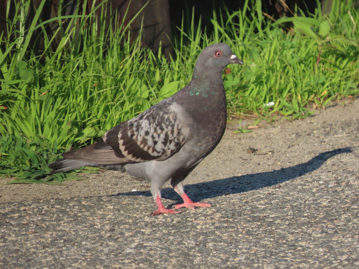 Rock Pigeon (Feral Pigeon) - ML467717261