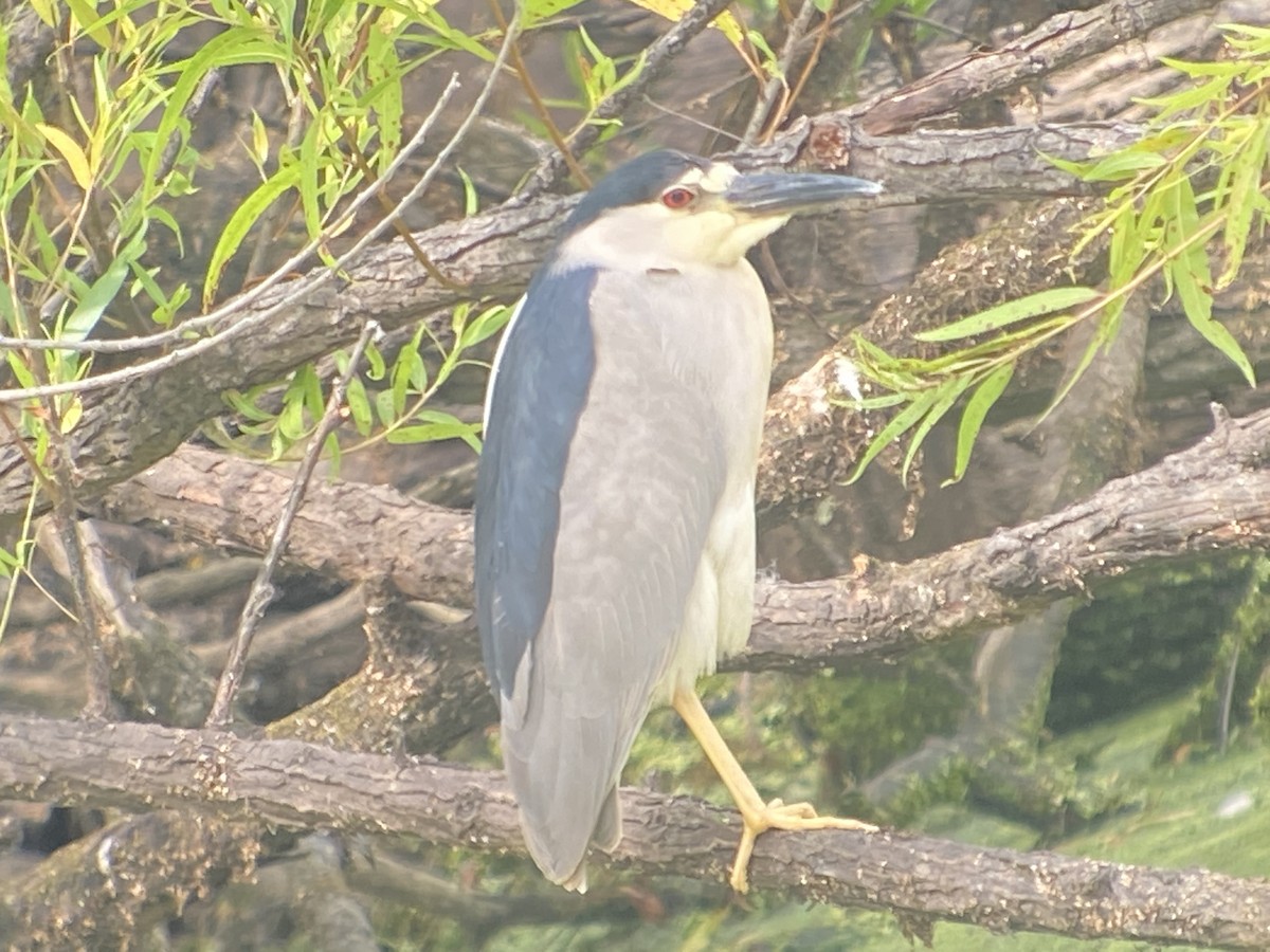 Ногоовор зашин - ML467717561