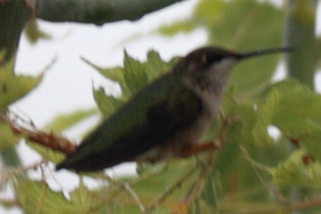 Ruby-throated Hummingbird - ML467719641