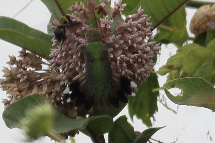 Ruby-throated Hummingbird - ML467719661