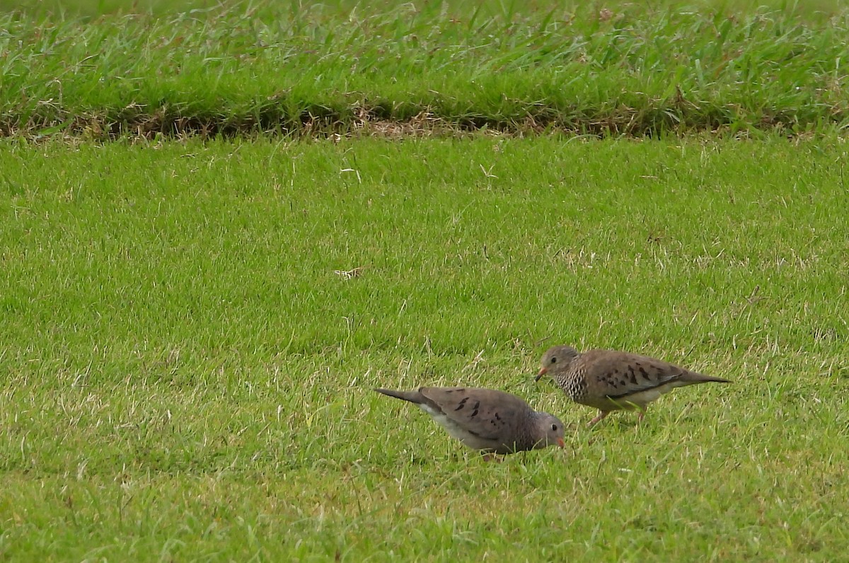 Common Ground Dove - ML467720221