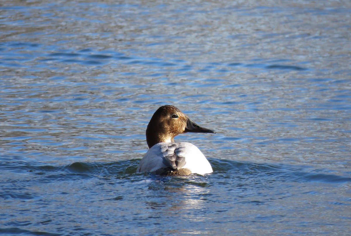 Canvasback - David Blevins