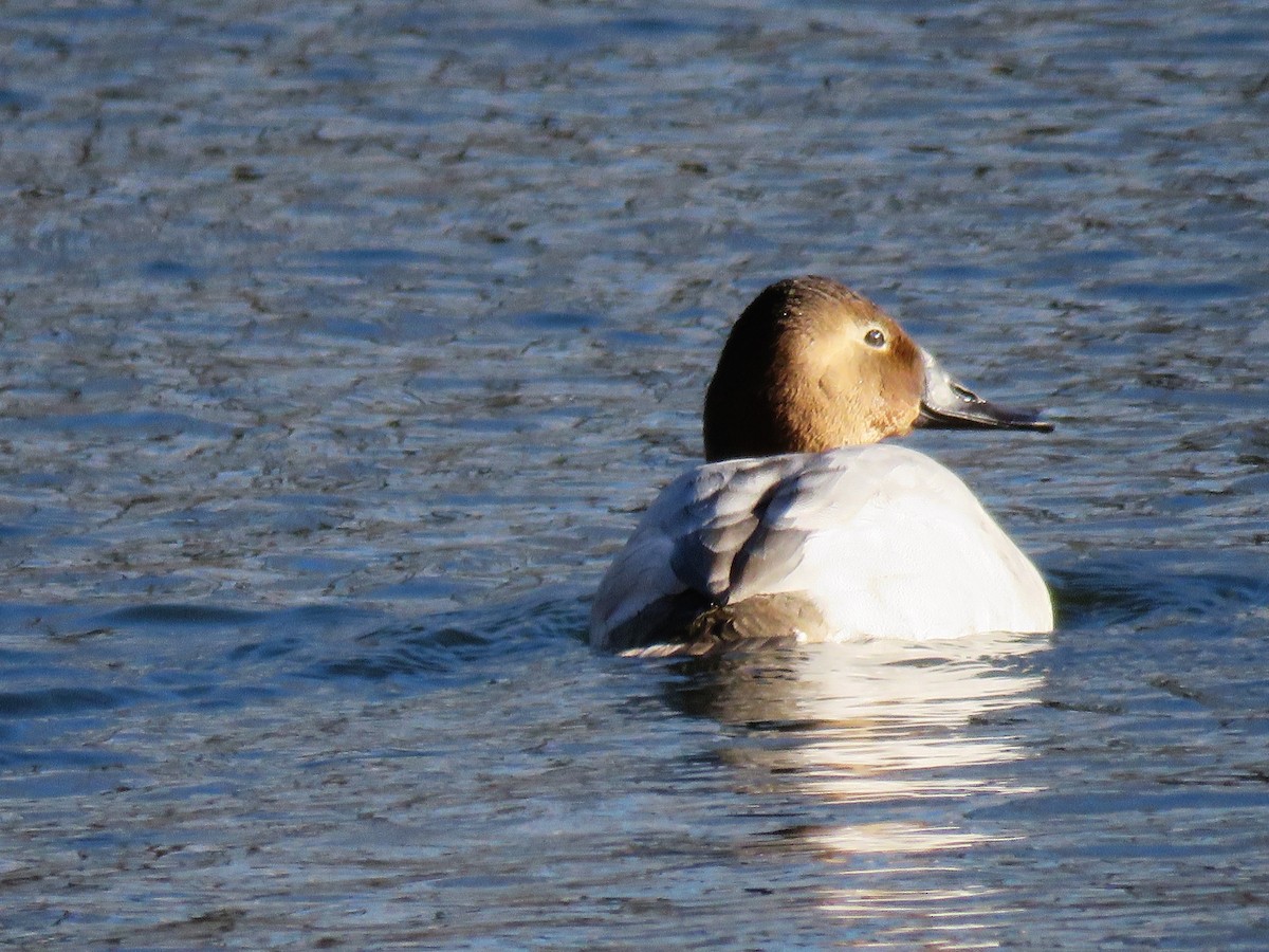 Canvasback - David Blevins