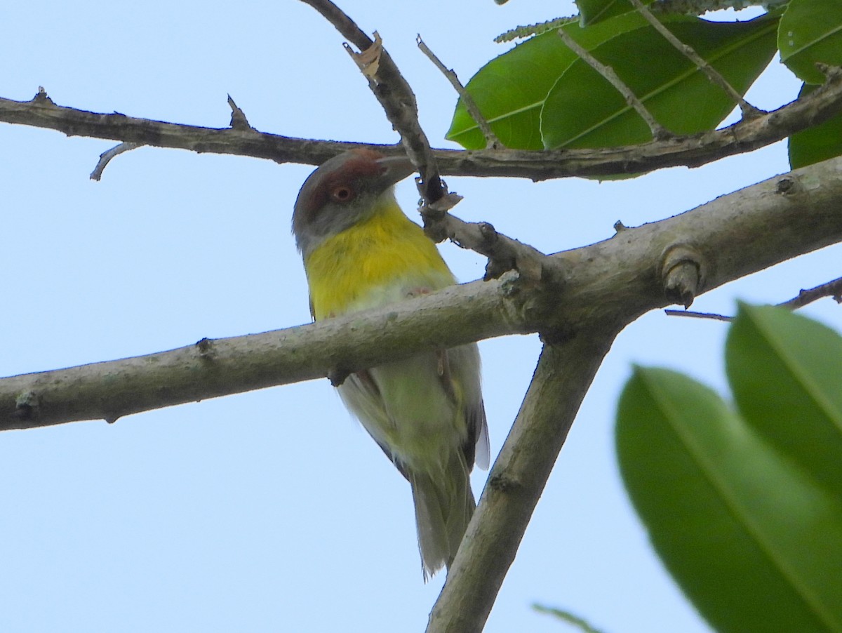 Rufous-browed Peppershrike (Northern) - ML467721331