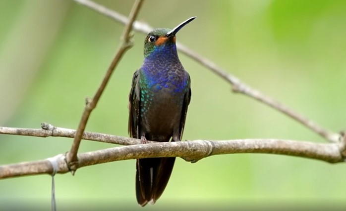 Colibrí de Bouguer Occidental - ML467722071