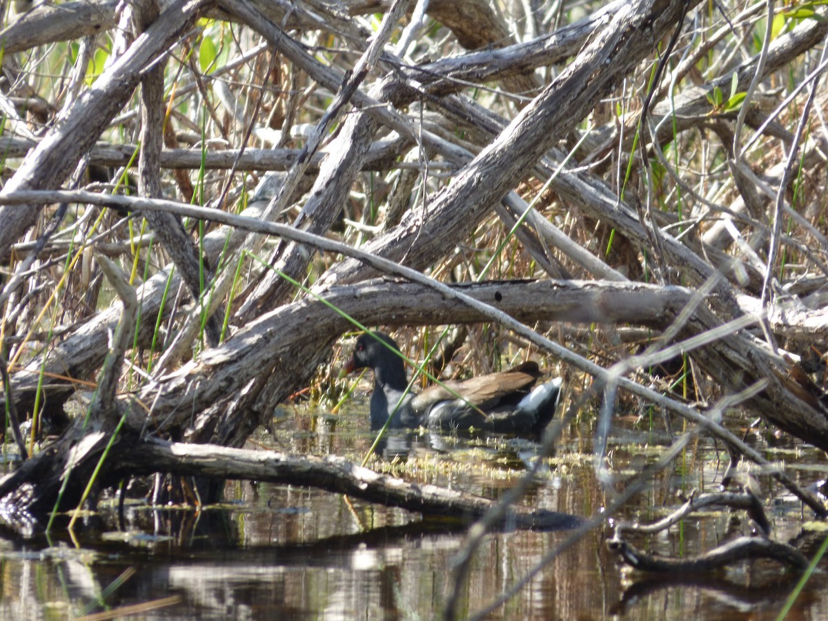 Gallinule d'Amérique - ML46772271