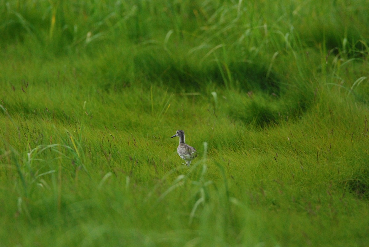 Willet - ML467723571