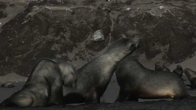 Antarctic Fur Seal - ML467724