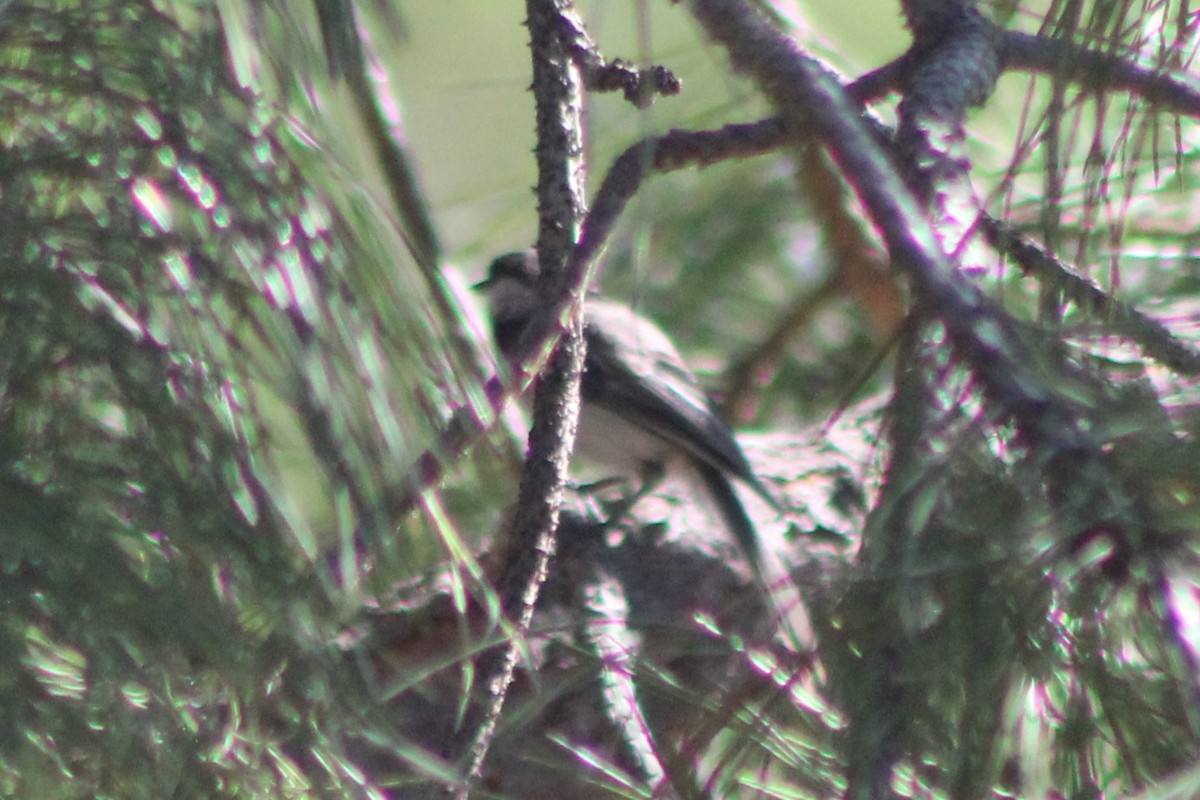 Black-capped Chickadee - ML467724031