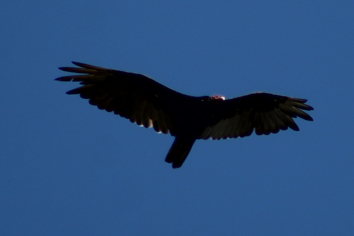 Turkey Vulture - ML467724071