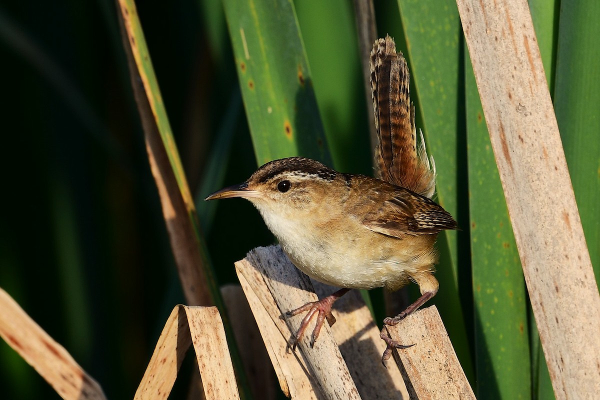 Marsh Wren (palustris Group) - ML467724191