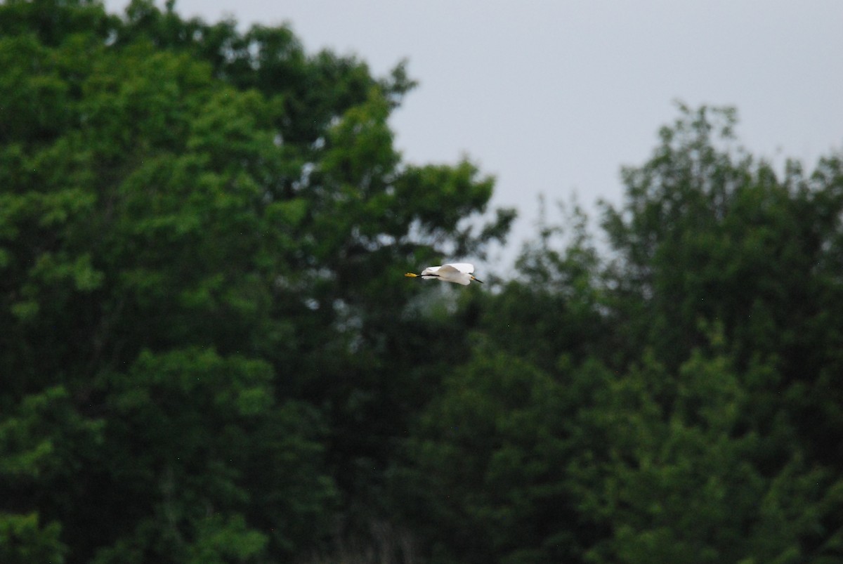 Snowy Egret - ML467724941