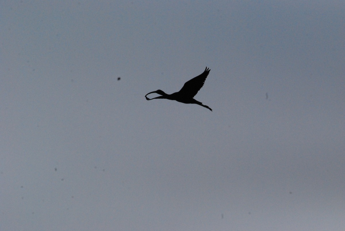 Glossy Ibis - ML467725031