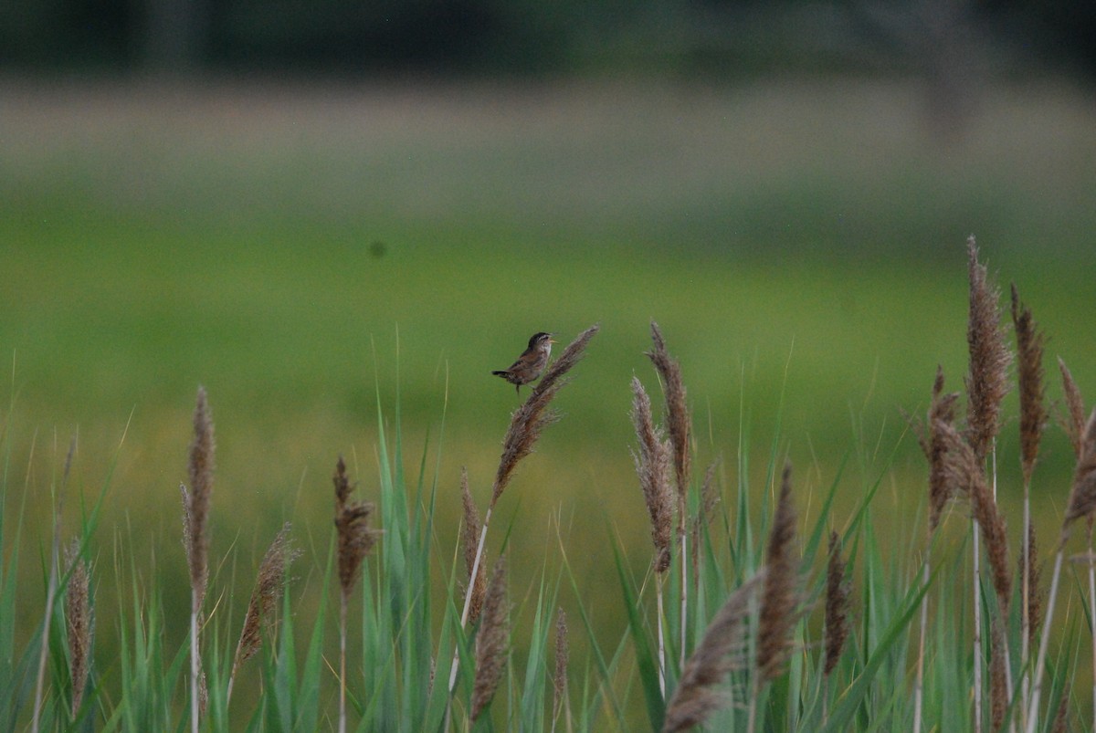 Marsh Wren - ML467725511