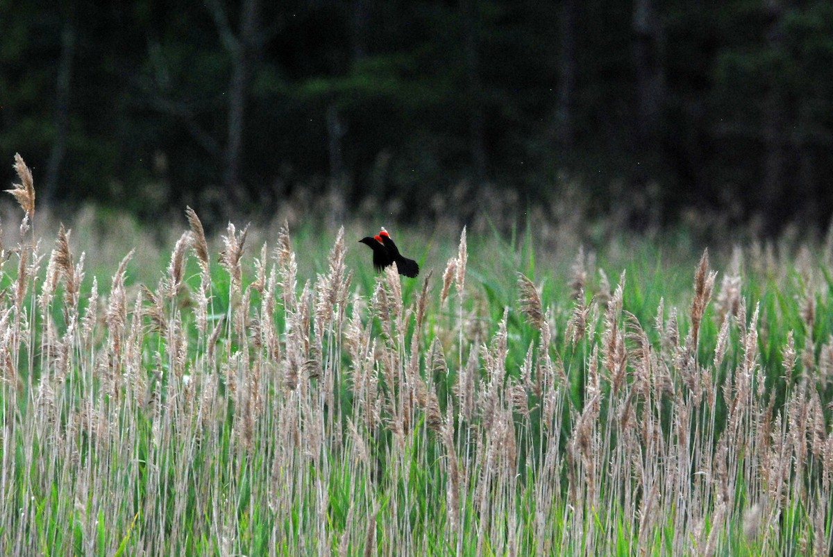 Red-winged Blackbird - ML467725961