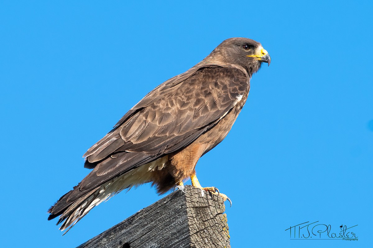 Swainson's Hawk - ML467726911