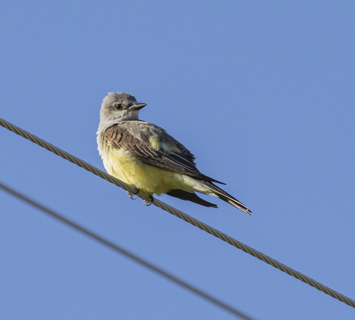 Schmalschnabel-Königstyrann - ML467728591