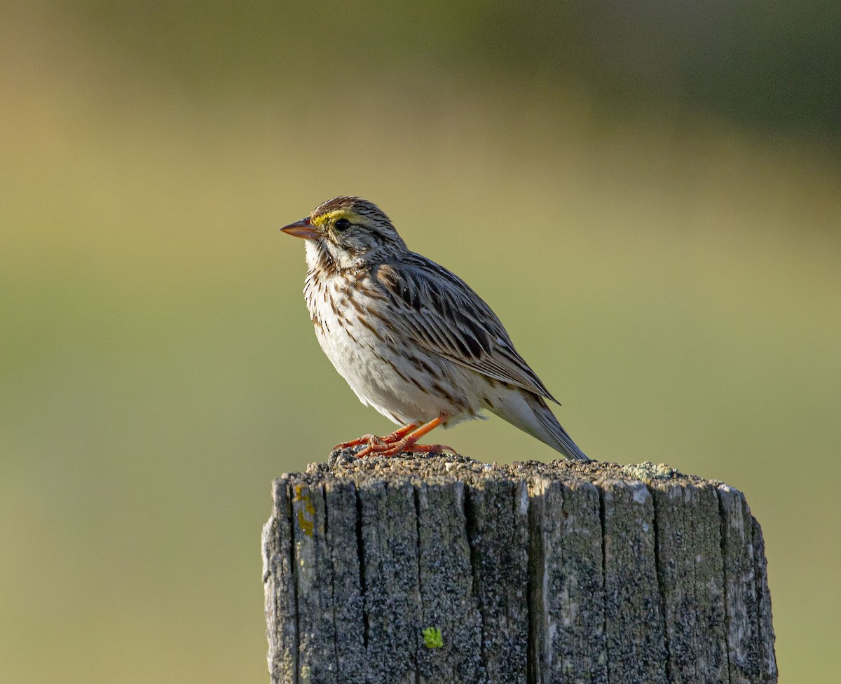 Savannah Sparrow - ML467729781