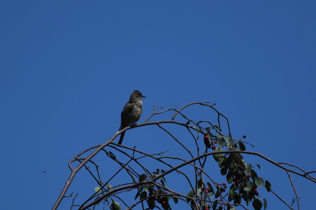 Say's Phoebe - ML467730251