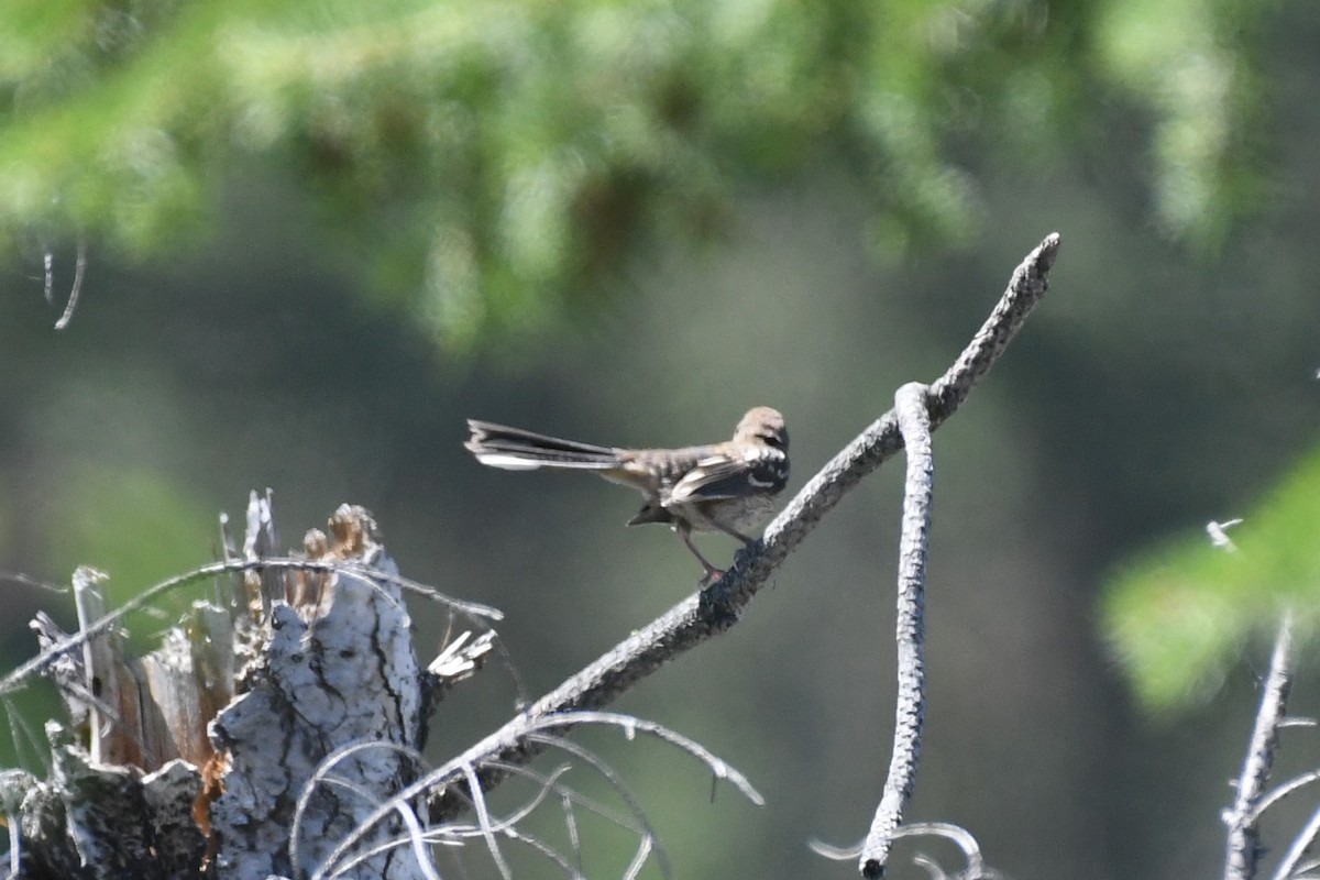 Spotted Towhee - ML467730351