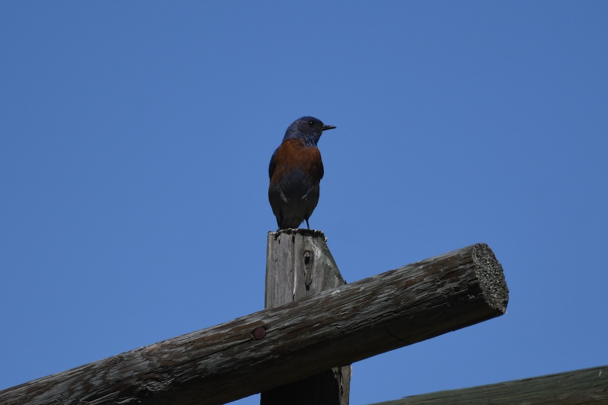 Western Bluebird - ML467730381