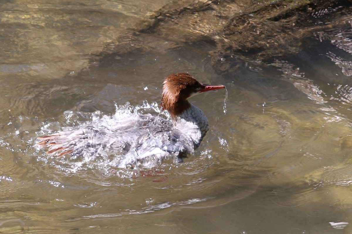 Gänsesäger - ML467730421