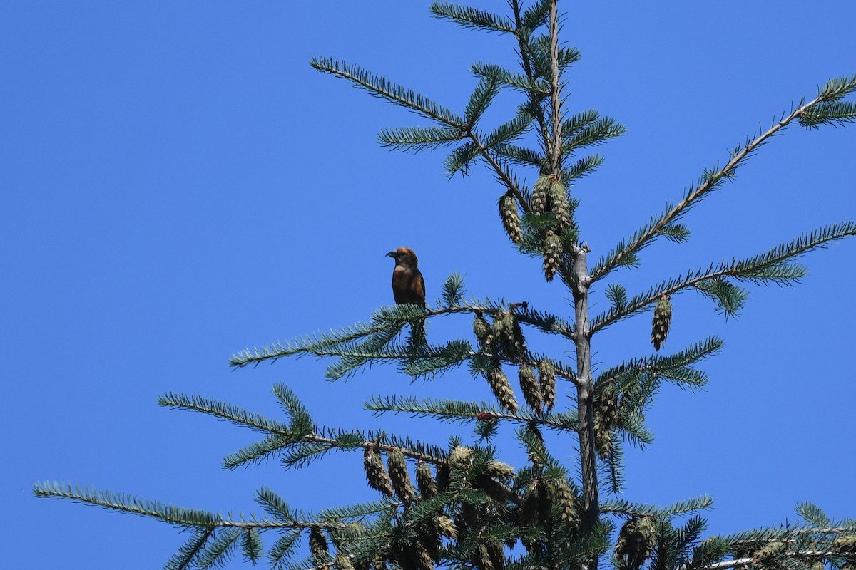 Red Crossbill - ML467730501