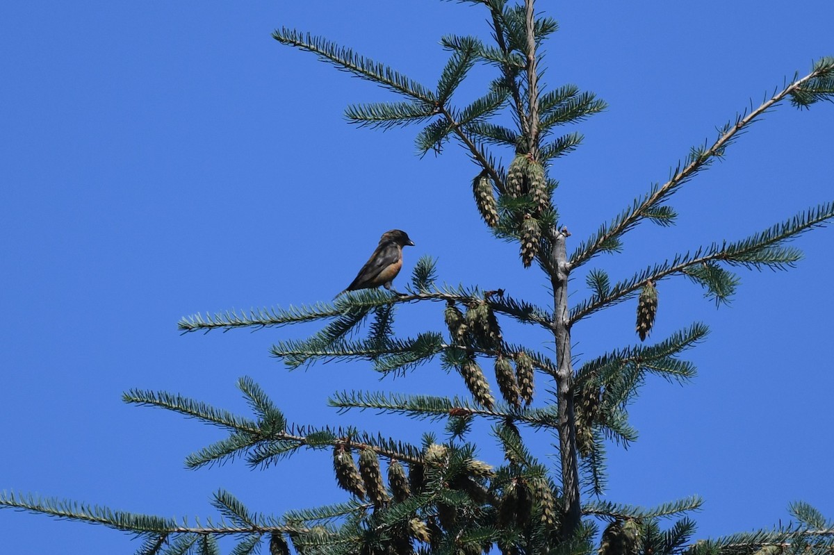 Red Crossbill - ML467730511