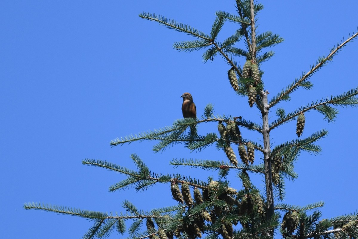 Red Crossbill - Tristan Jobin