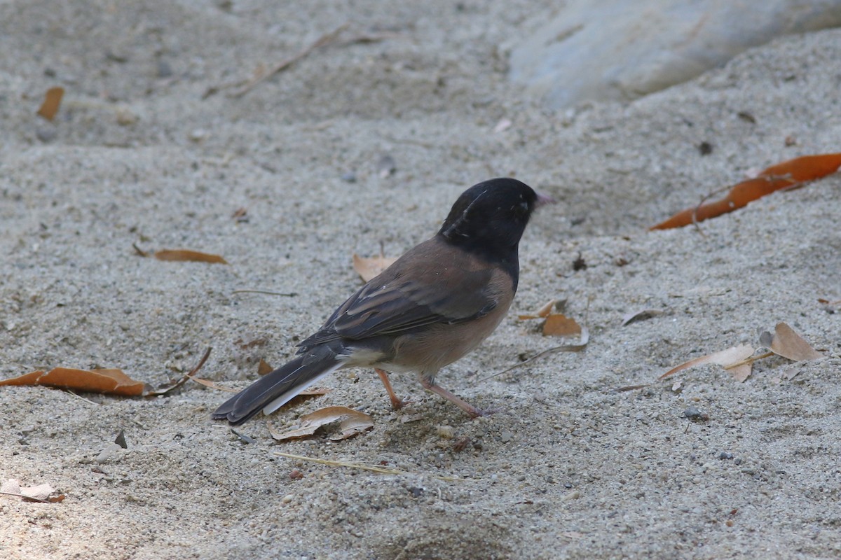 Dark-eyed Junco (Oregon) - ML467730581