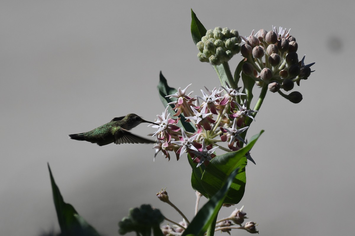 Calliope Hummingbird - Tristan Jobin