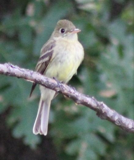 Western Flycatcher (Cordilleran) - ML467732681