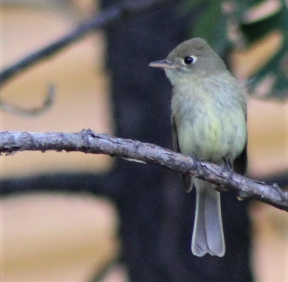 Western Flycatcher (Cordilleran) - ML467732701