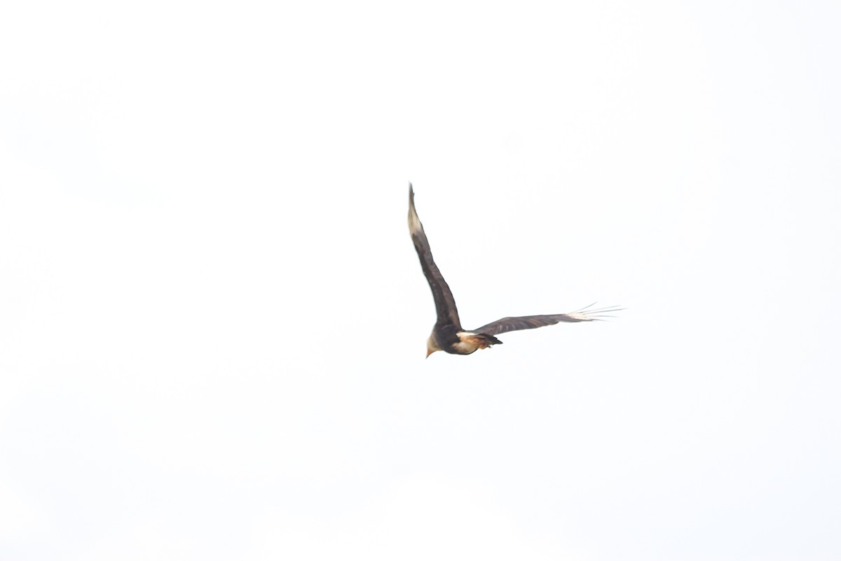 Crested Caracara (Northern) - ML467732961